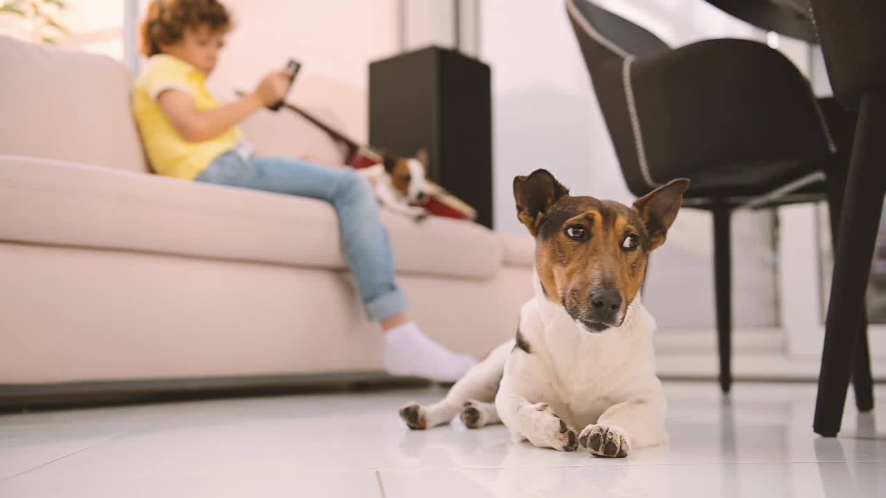 Camera Focuses On A Dog Lying On The Floor, A Blond Boy Sitting On The Sofa Using Smartphone Next To His Other Dog In The Background