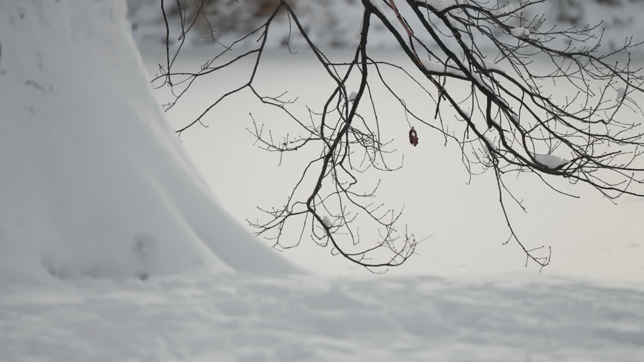 눈은 천천히 작은 연못의 연안에 있는 오래된 오크 나무 주위에 떨어지고, 눈이 많은 풍경을 만니다.