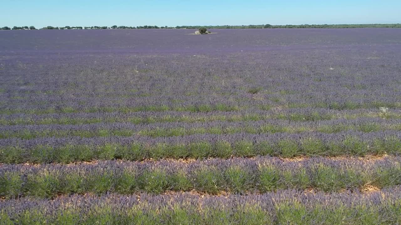 vuelo aéreo hacia adelante sobre hermosos campos de lavanda