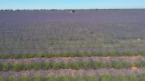 aerial flying forward over beautiful lavender fields