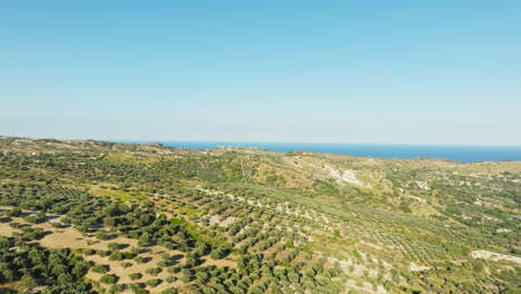 endless expanses of olive trees in calabria for extra virgin olive oil near sea