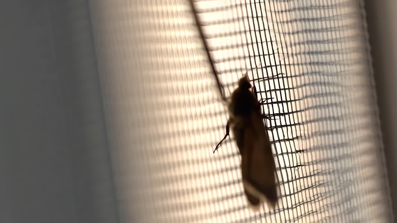 Moth on window screen