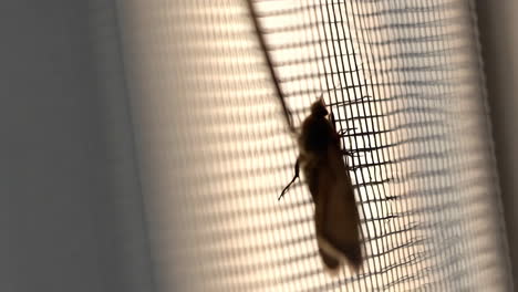 moth on window screen
