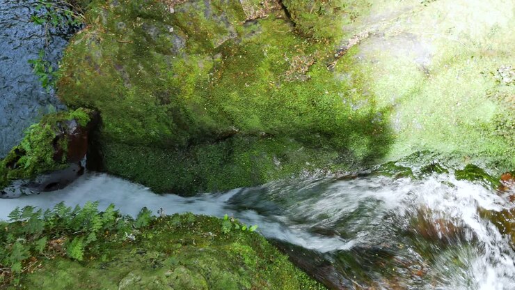 Cascata che scorre su rocce muschiose nella Riserva Naturale della Giungla della Nuova Zelanda