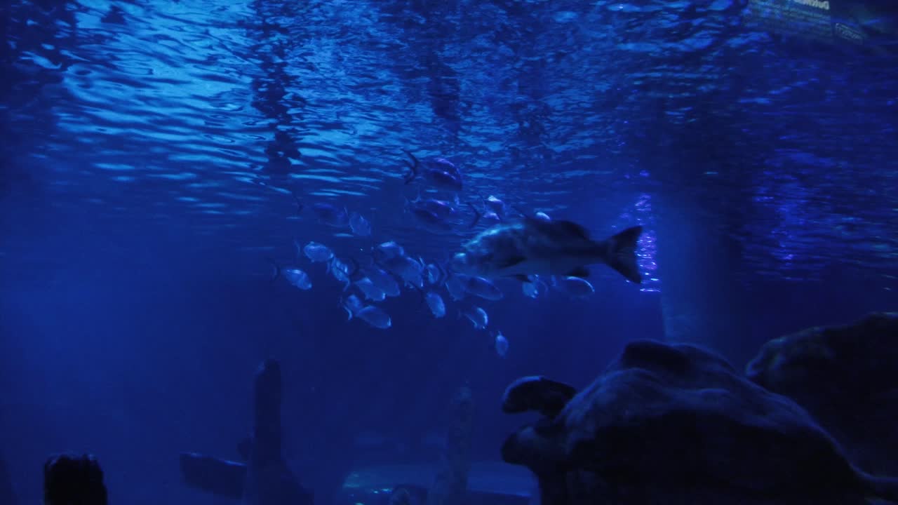 A fish tank in Mall of America