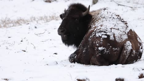 bisonte sentado en la nieve masticando te mira a cámara lenta