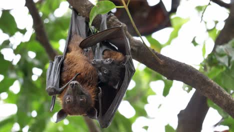 el zorro volador de lyle en un árbol en la selva tropical