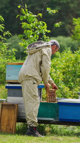 beekeeper inspecting beehive
