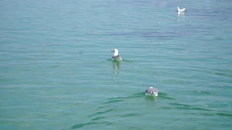 Gaviota-Nadando-En-El-Agua-Clara,-De-Cerca