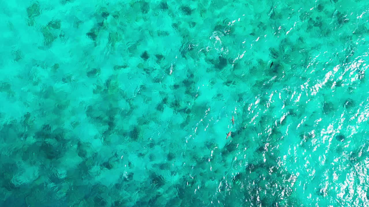 atún de aleta amarilla, aves fragata y boobies marrones trabajando juntos persiguiendo una bola de cebo de peces más pequeños