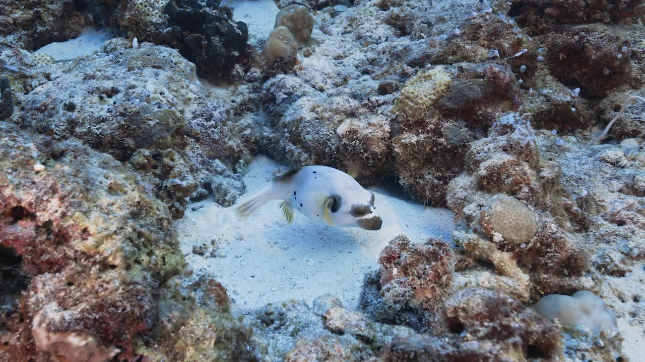 el lindo pez globo blanco y negro busca comida en un arrecife de coral tropical en micronesia.