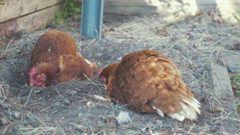 two hen chicken sitting in dry soil taking a dust bath real time