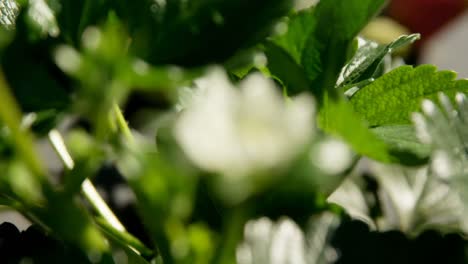 Strawberries-in-farm-on-a-sunny-day-4k