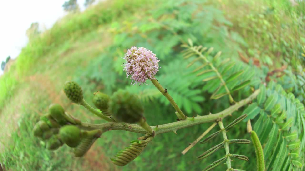 primer plano de flores de hierba en el viento