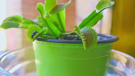 primer plano portátil de venus atrapamoscas atrapando y comiendo moscas después de que se activa