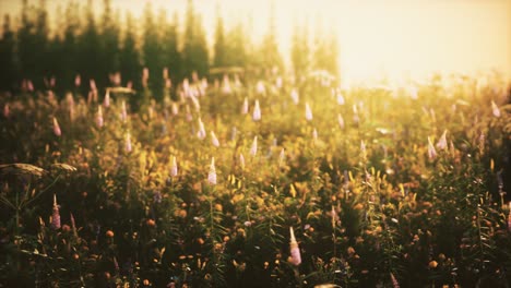 wild field flowers at summer sunset