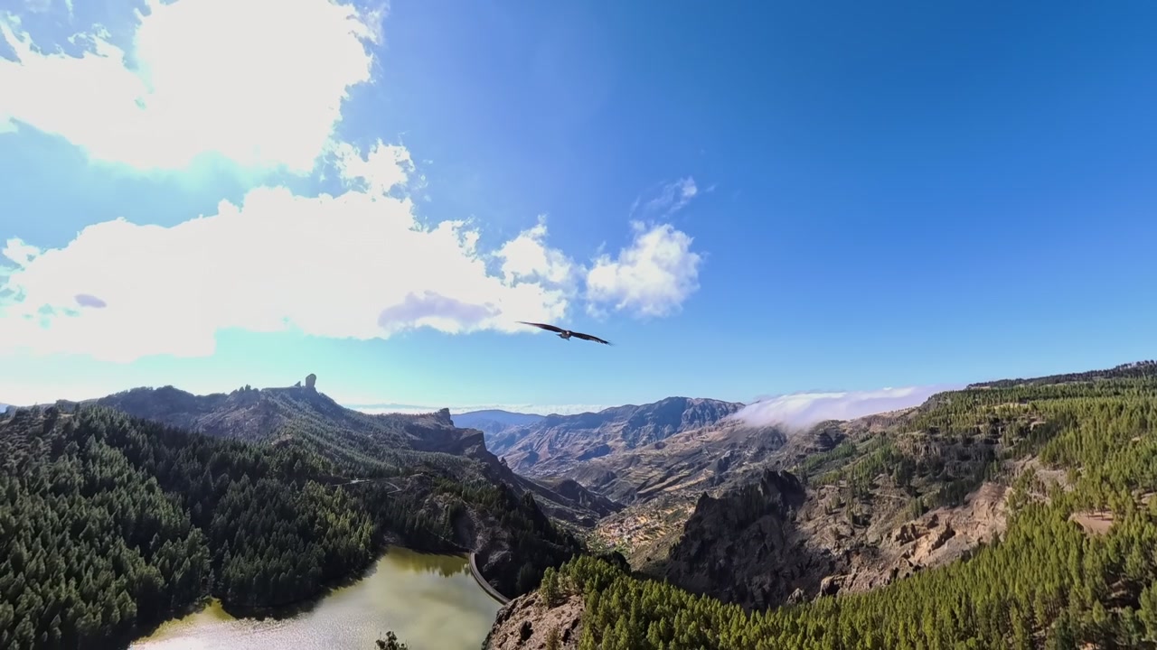 Un falco curioso segue il drone nelle montagne di Gran Canaria.