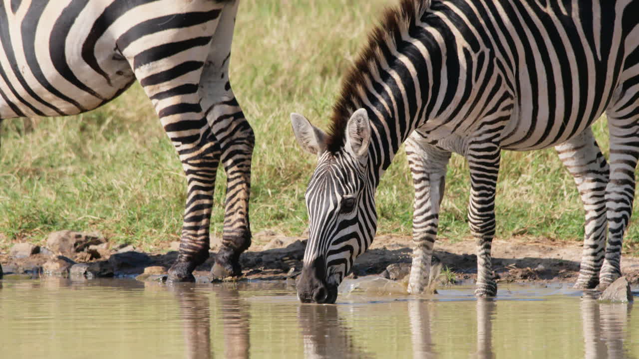 Zebra che beve acqua alla pozza nella savana.