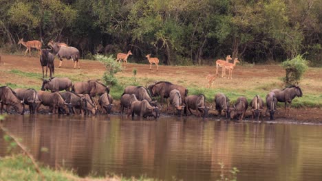 Confusión-De-ñus-Y-Nyala-Se-Reúnen-Para-Beber-En-El-Estanque-Fangoso-De-África