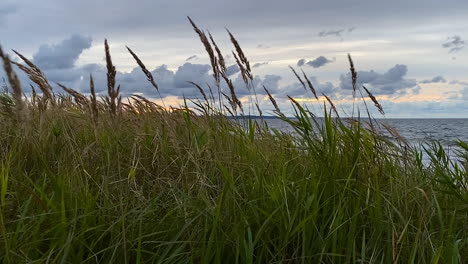 Schilf-Weht-Und-Tanzt-Im-Wind-Am-Strand-Während-Des-Sonnenuntergangs