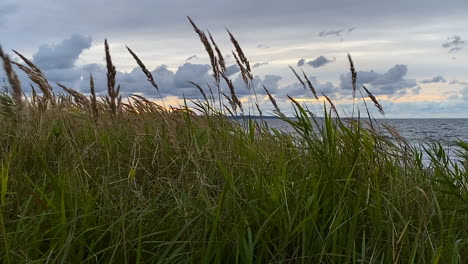 reeds blowing and dancing in the wind on the beach during sunset