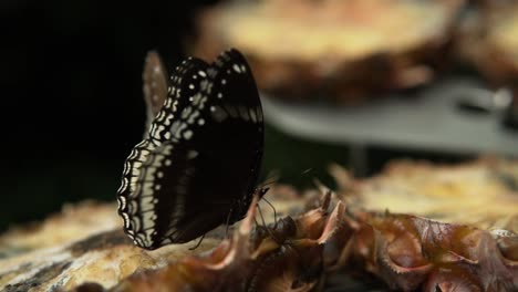 close shot of blue moon butterfly eating fresh