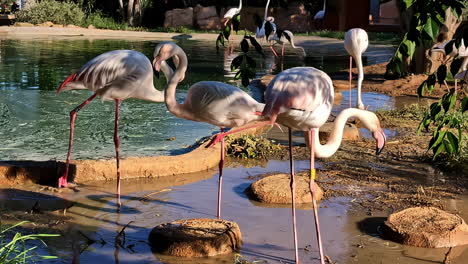 Slowmotion-view-of-pink-flamingo's-stending-on-one-leg-in-the-mudd