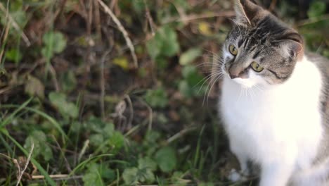 Curioso-Gato-Atigrado-En-El-Jardín-Mirando-A-Su-Alrededor