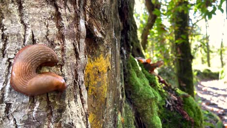 a slug crawls along the thin trunk of a young tree after rain