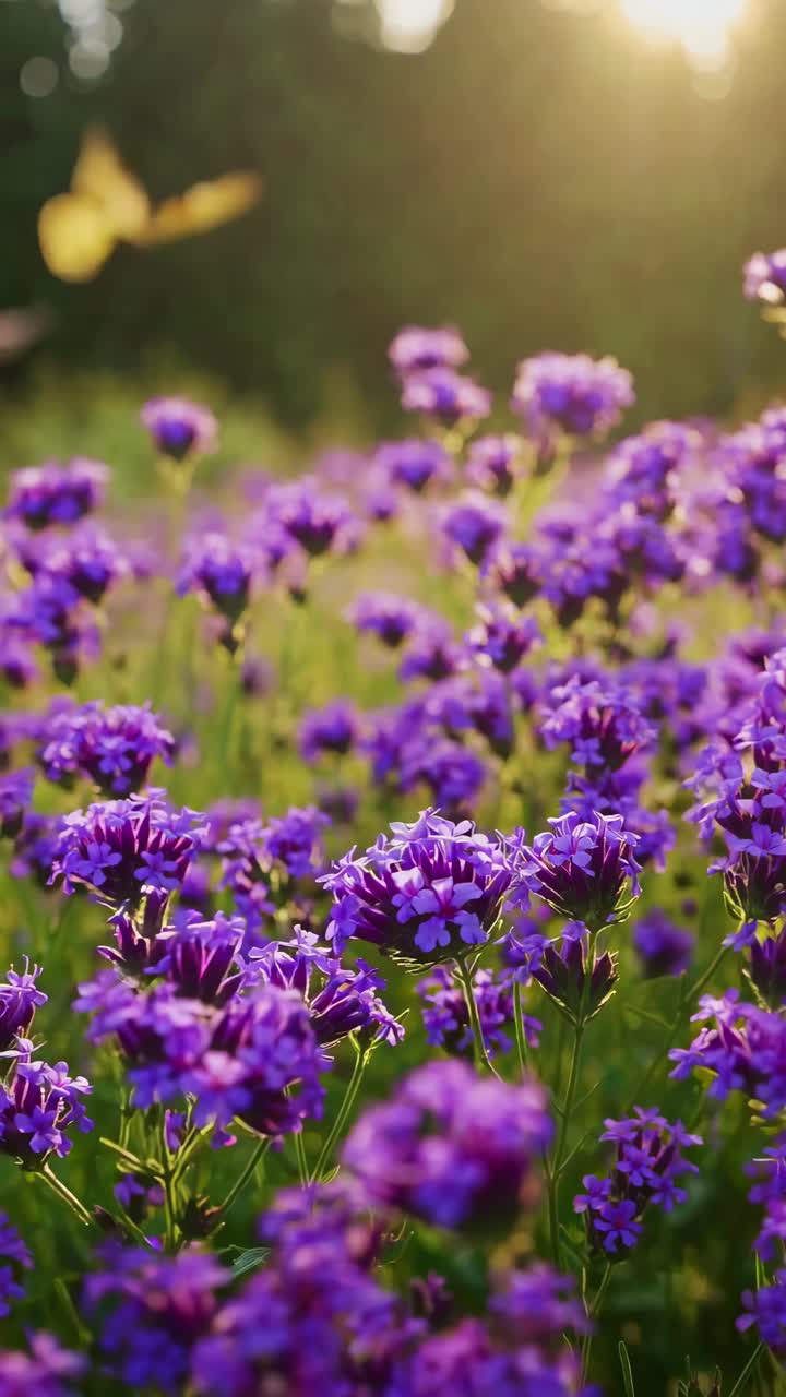 A close-up, low-angle shot of vibrant purple flowers with butterflies fluttering, captured in warm