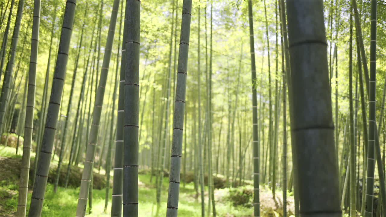 A tranquil walk through a lush bamboo forest reveals tall, straight stalks swaying gently in the breeze. Sunlight shining the leaves, creating a peaceful atmosphere. Kyoto, Japan, Fushimi Inari