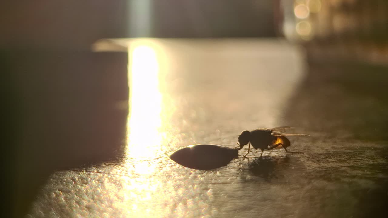 Fly feasting on leftovers at cafe during a beautiful sunset with sunlight glimmering on the table