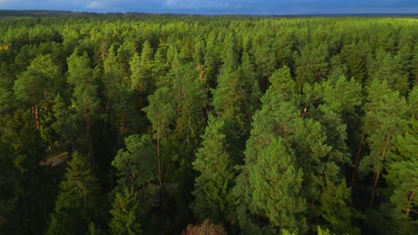 drone cinematográfico hacia adelante a la toma superior sobre el remoto bosque de pinos nórdicos