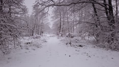 la reserva natural de manantiales azules en polonia durante el invierno nevado - toma panorámica