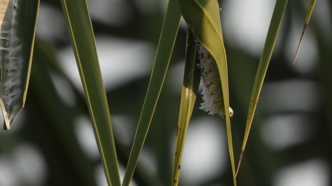 oruga comiendo hoja - árbol