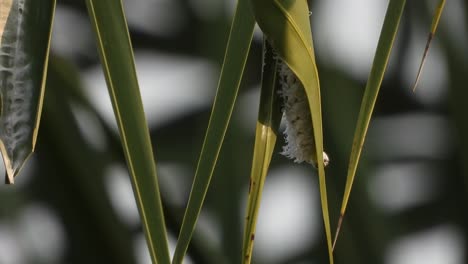 Raupe,-Die-Blatt-Frisst---Baum