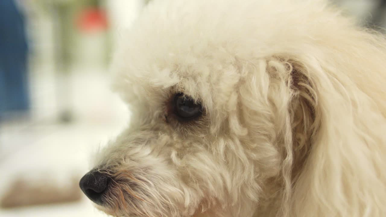 Closeup zoom in on Poodle's black marble eye on white fluffy face
