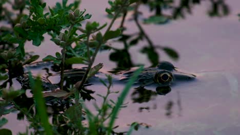 A-frog-peering-above-the-water,-with-only-the-top-of-its-head-visible-among-the-aquatic-plants-and-lily-pads,-in-a-tranquil-pond-setting