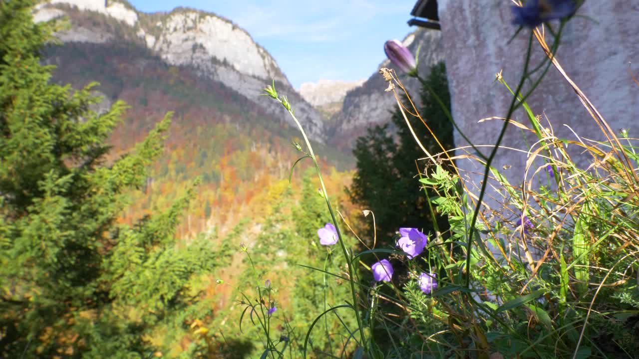 крупный план цветов, развевающихся на ветру