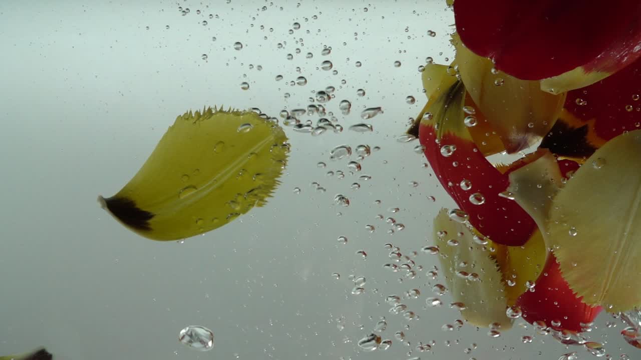 Petali di tulipani cadono nell'acqua. Sfondo. Movimento rallentato.
