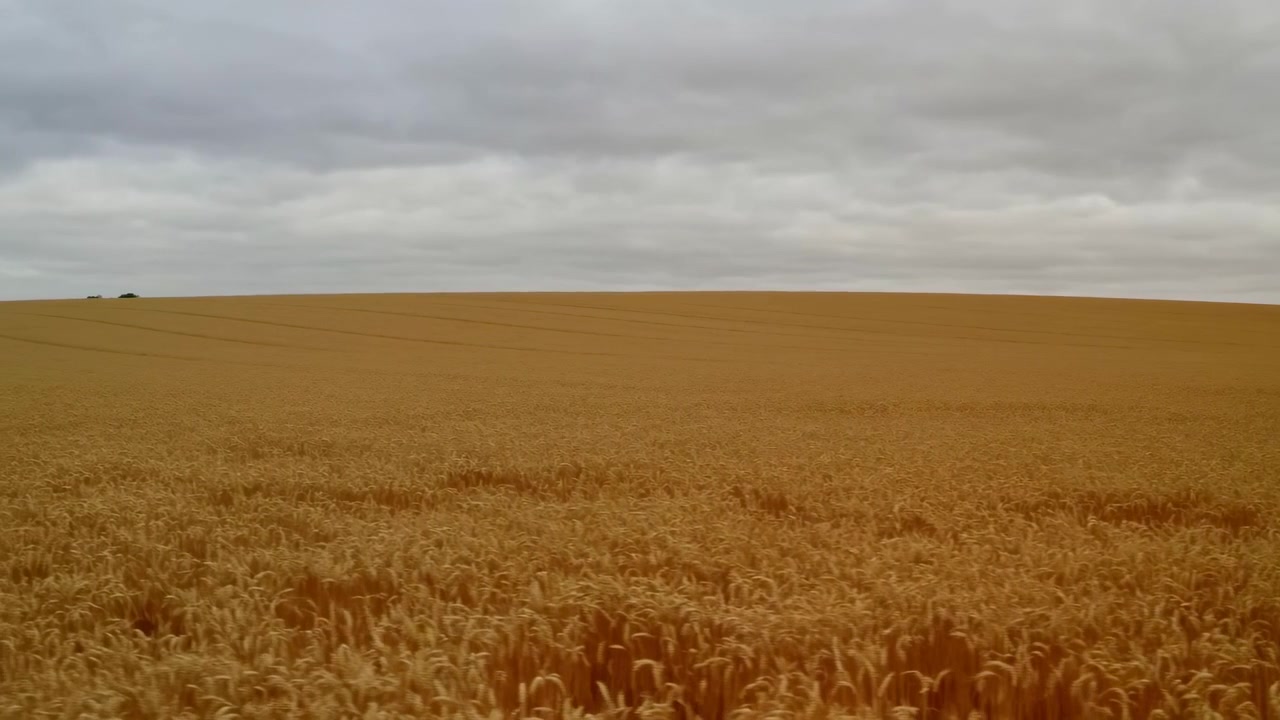 Campo di grano dorato sotto un cielo nuvoloso, orizzonte ondulato e steli maturi che ondeggiano nella brezza, luce diffusa che illumina.