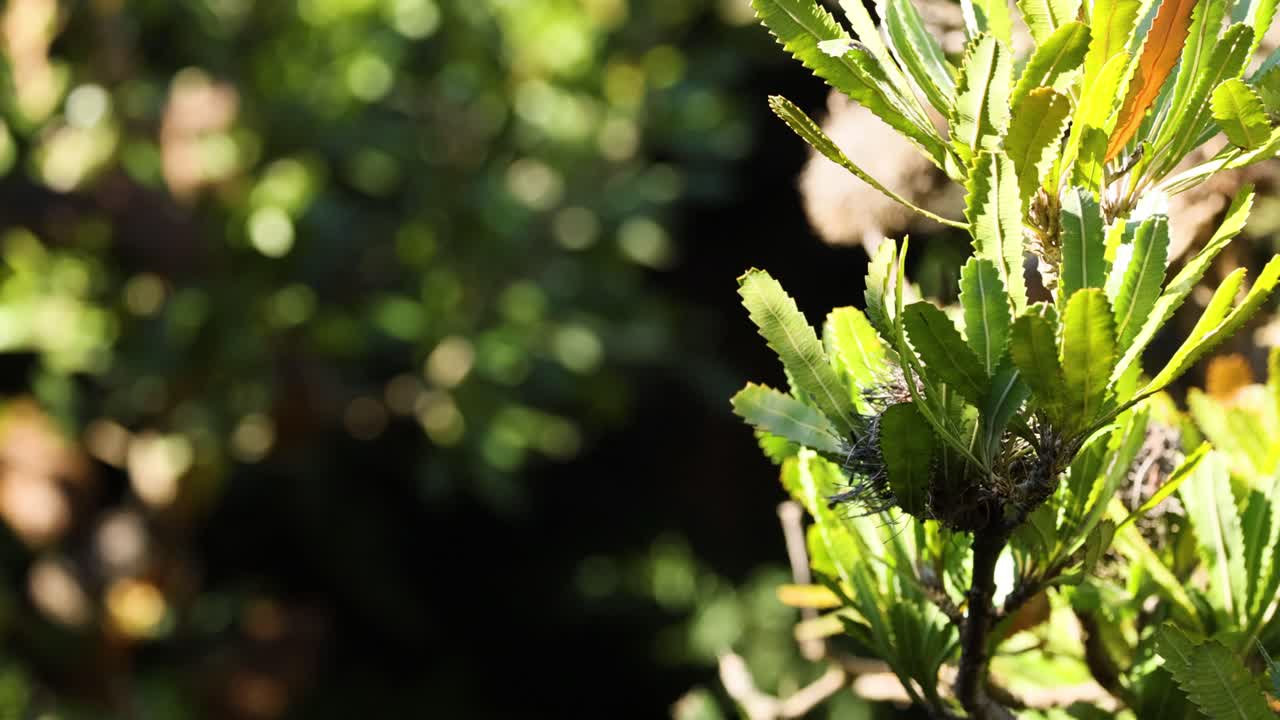 primer plano de la planta de banksia serrata a la luz del sol