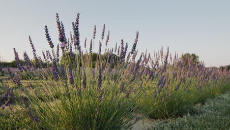 Fila-De-Arbustos-De-Lavanda-Al-Atardecer