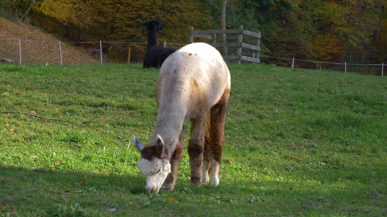 la alpaca está comiendo hierba en un campo verde