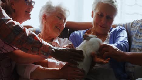 Senior-friends-petting-a-rabbit-at-retirement-home-4k