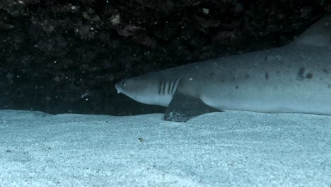 a whitetip reef shark resting on white sand