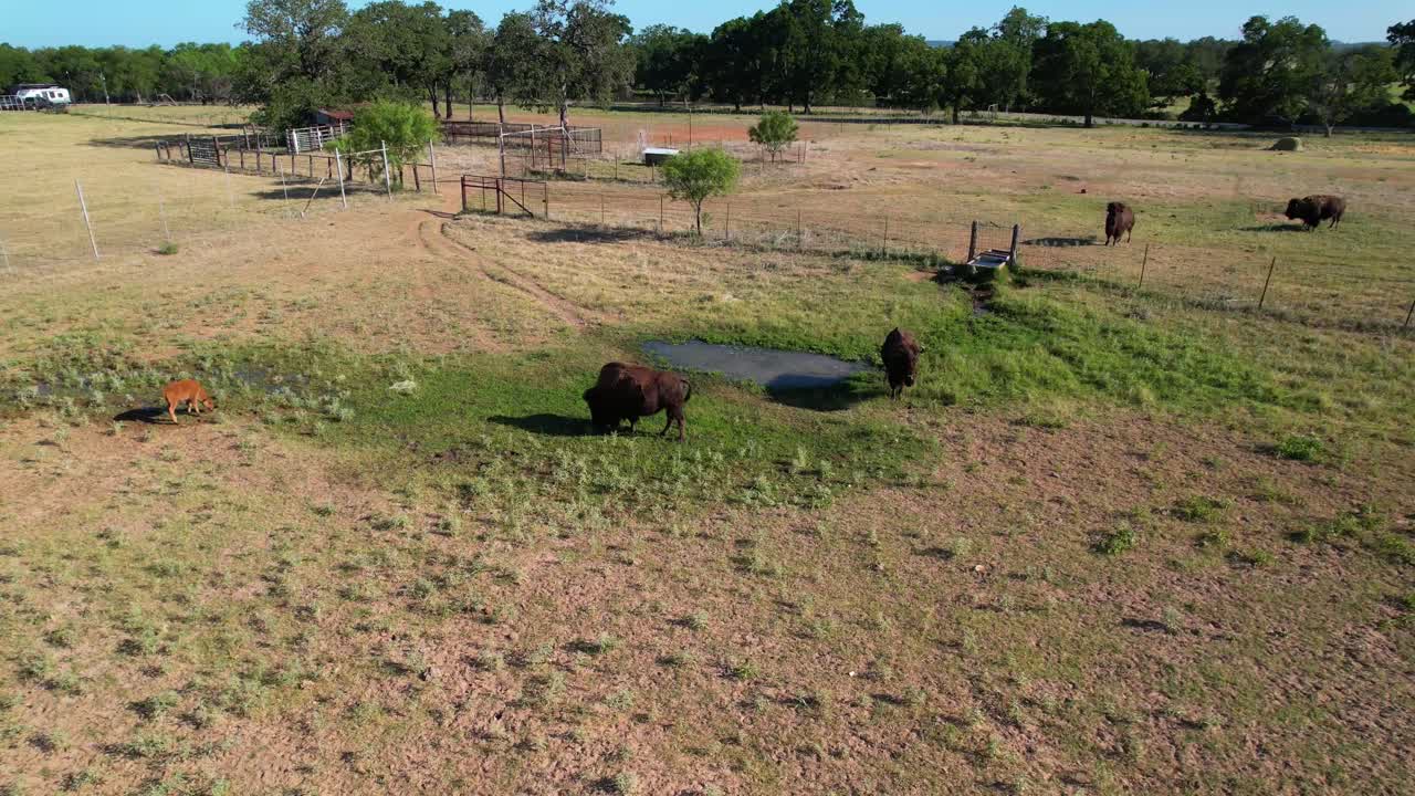 imágenes aéreas de algunos bisontes en un campo alrededor de un estanque en stonewall texas