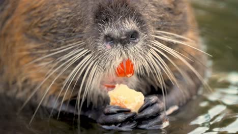 hungry coypu with long whiskers eats while standing in water