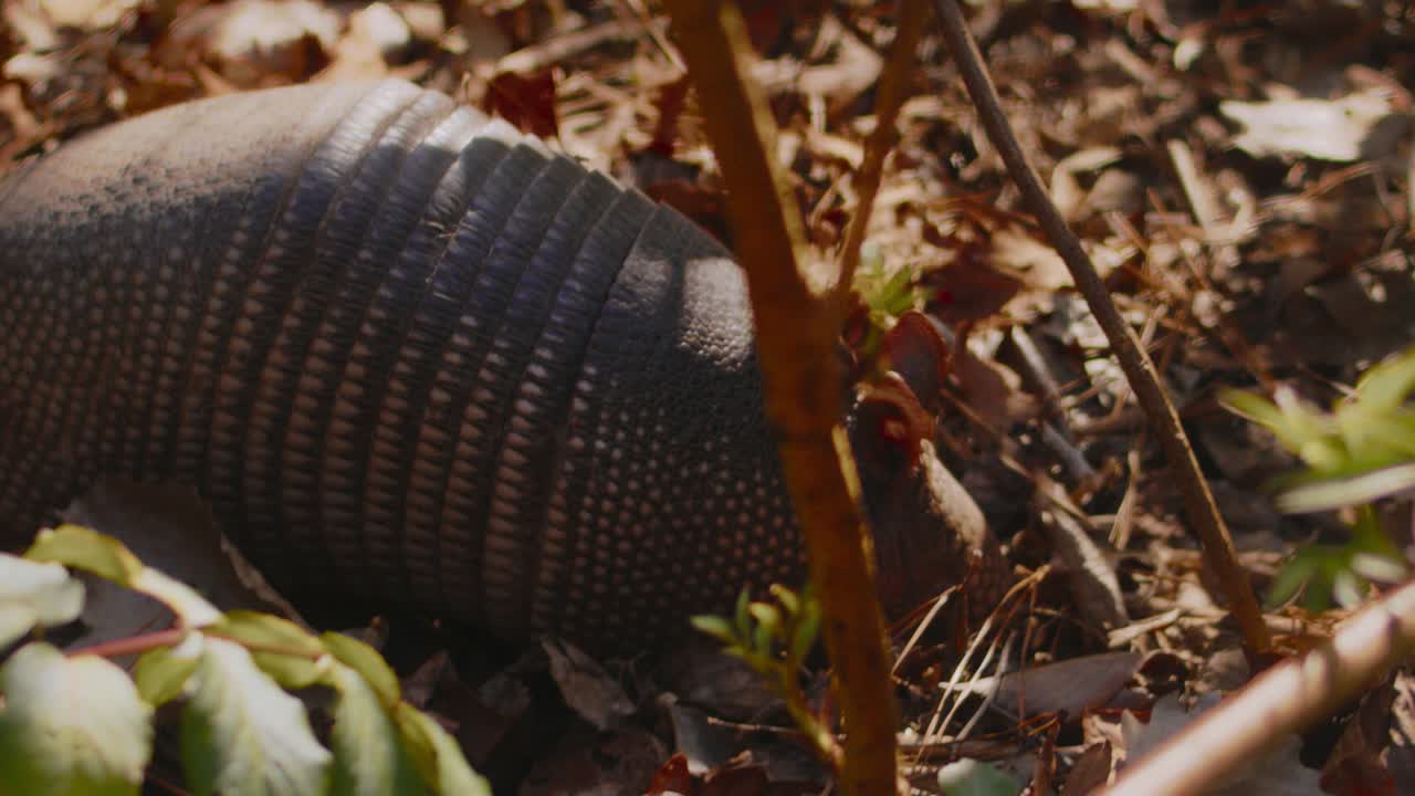un armadillo de nueve bandas se asusta mientras recorre la tierra y se va en busca de comida