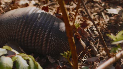 a nine-banded armadillo gets spooked while rummaging through the dirt and leaves looking for food